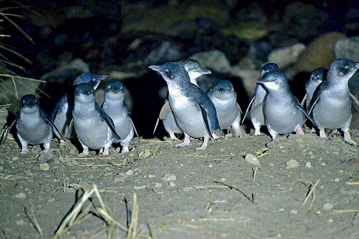 Blue Penguins Pukekura, presqu'île d'Otago (photo 2)