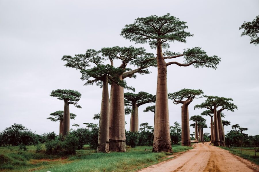 Madagascar eco : forets, lemuriens et hauts plateaux en 12 jours