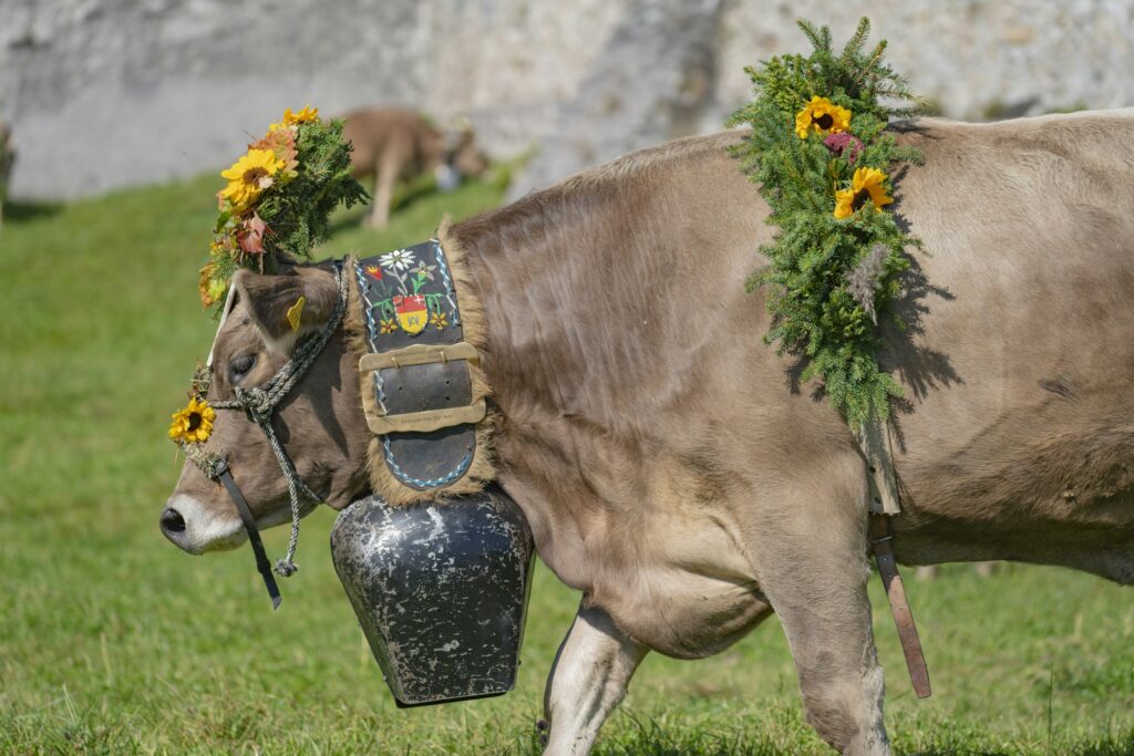 Troupeau de vaches dans les Alpes en automne, saison de l'Almabtrieb