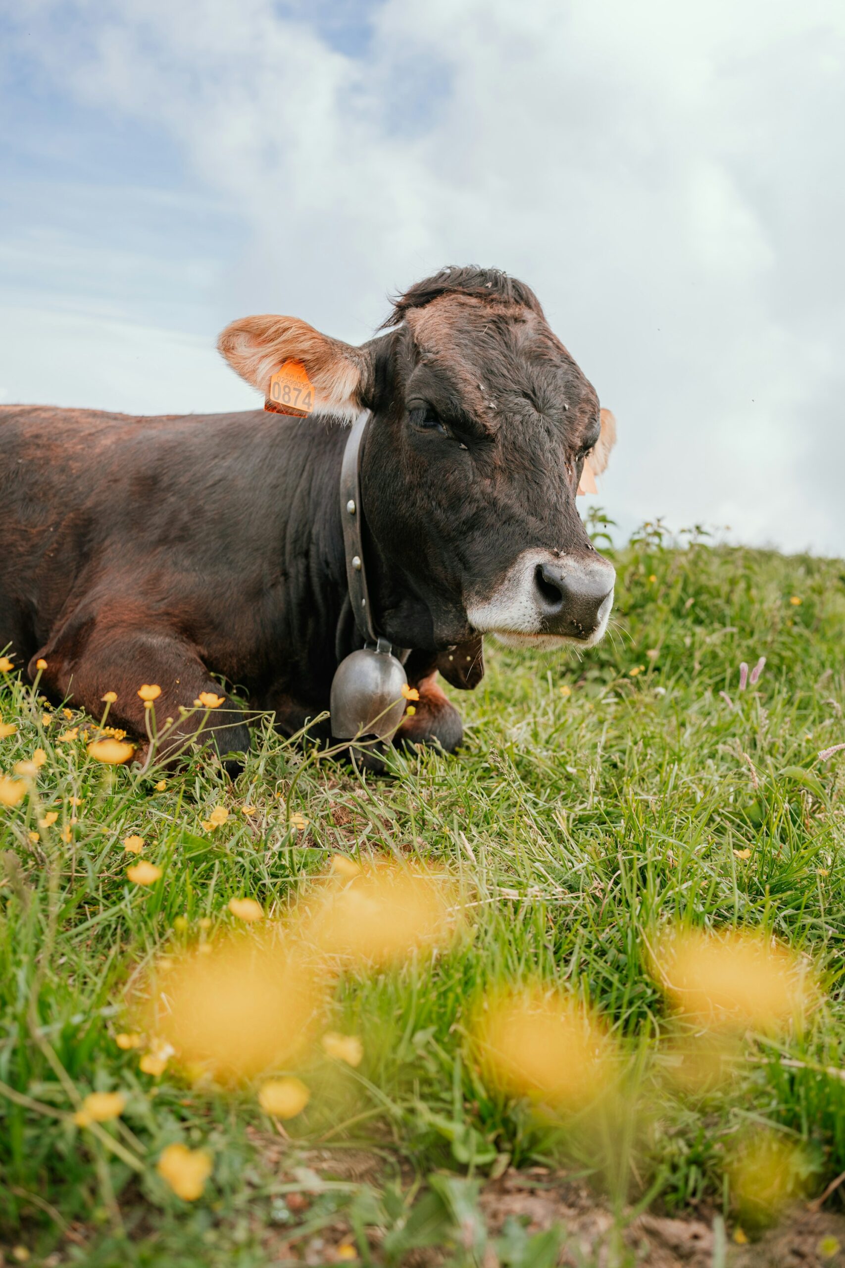 Vache brune portant une cloche dans un pré d'alpage, symbole de l'Almabtrieb