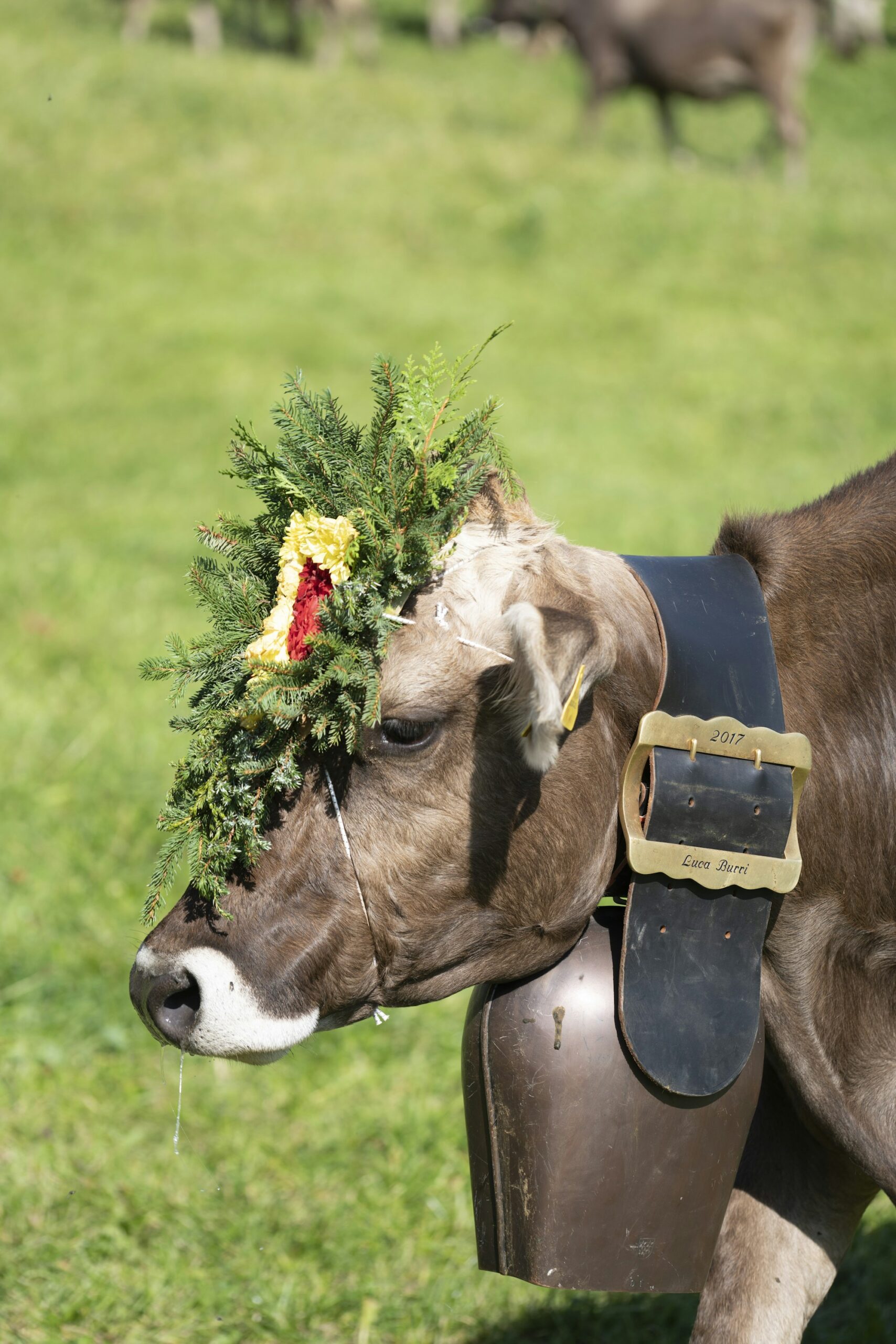 Vache parée d'une couronne de fleurs sur la tête, parure traditionnelle de l'Almabtrieb