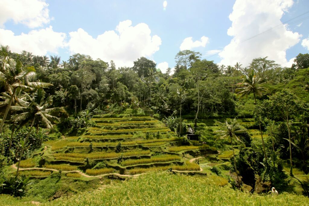 Rizières en terrasses de Tegallalang près d'Ubud à Bali, sous un ciel bleu de saison sèche