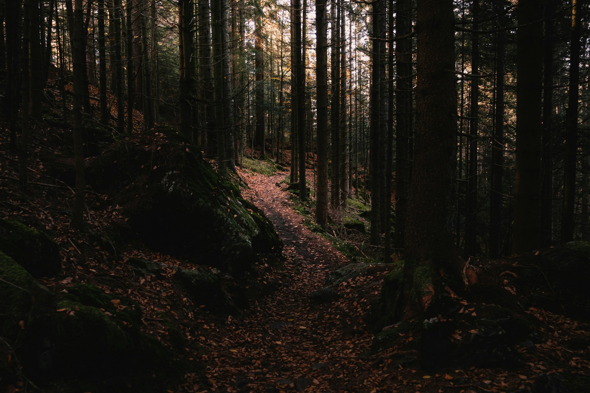 Sentier forestier allemand baigné de lumière d'automne, décor des sorties Hirschbrunft encadrées par les rangers