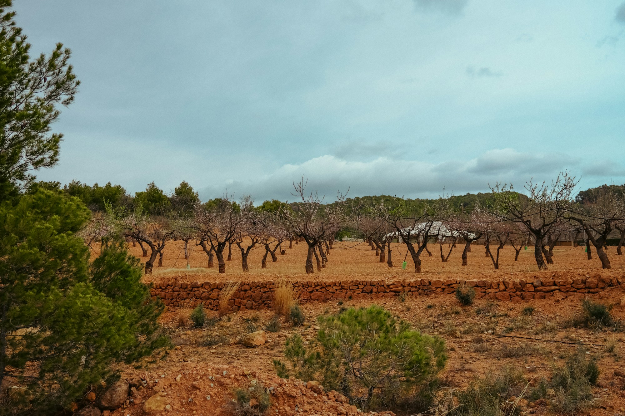 Paysage de dehesa espagnole, chênes épars et prairies ouvertes typiques des parcs de la berrea