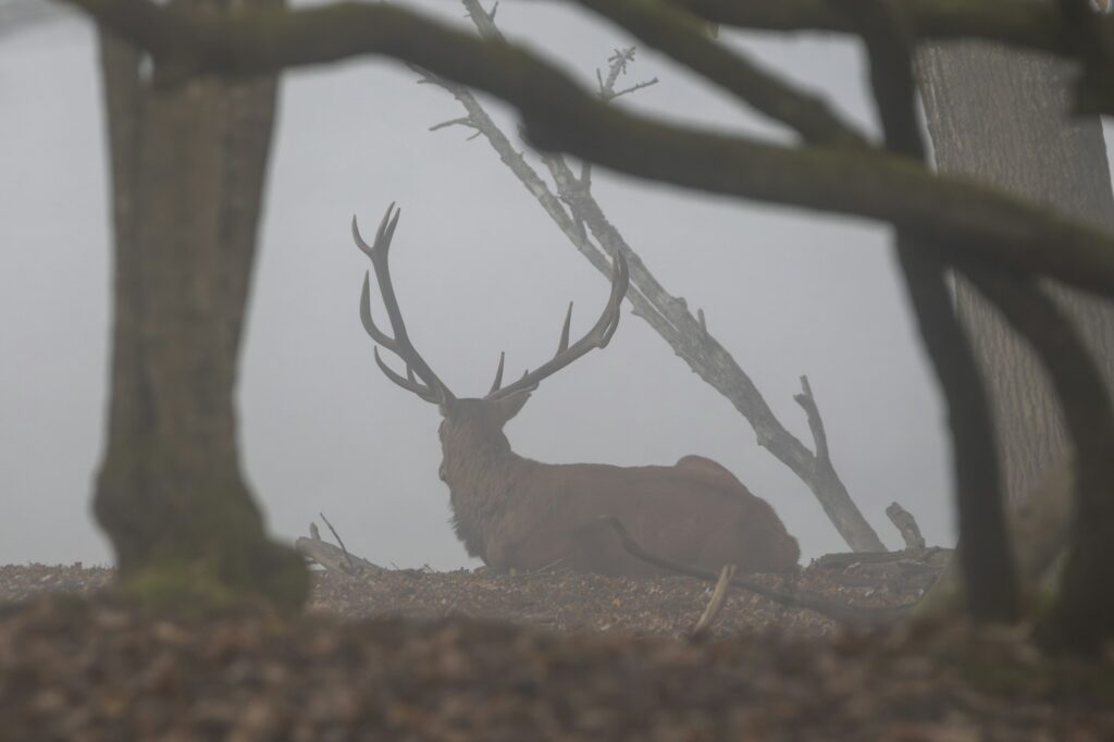 Cerf élaphe au repos dans une clairière embrumée en automne, ambiance du brame