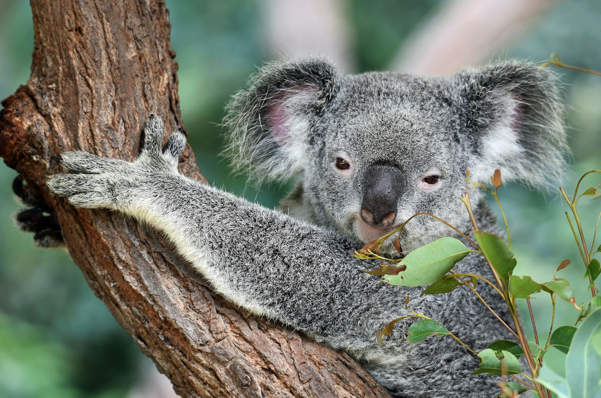 Koala grignotant des feuilles d'eucalyptus, une rencontre possible près de Brisbane
