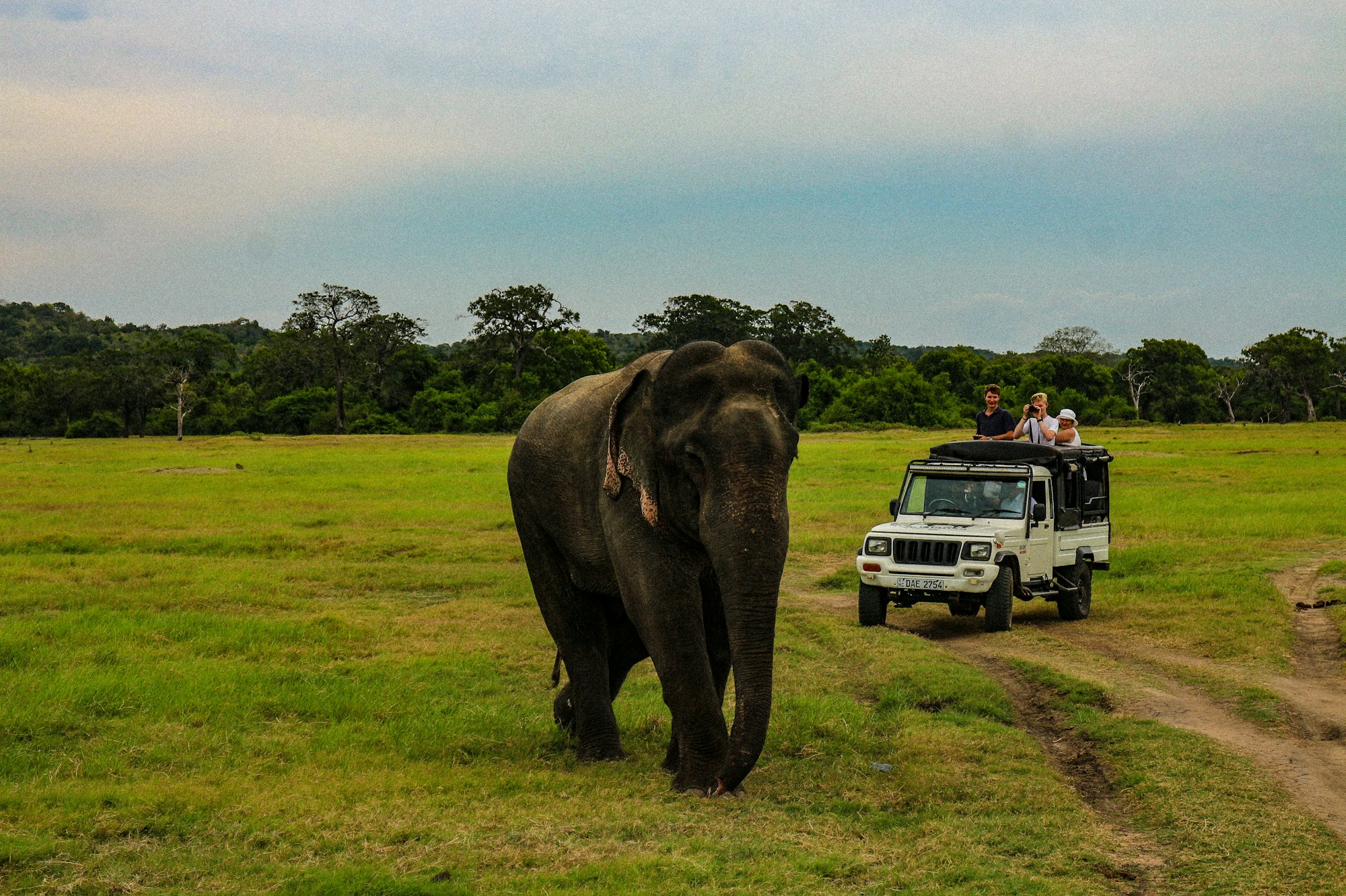 Asiatischer Elefant in Sri Lanka, in natürlicher Umgebung