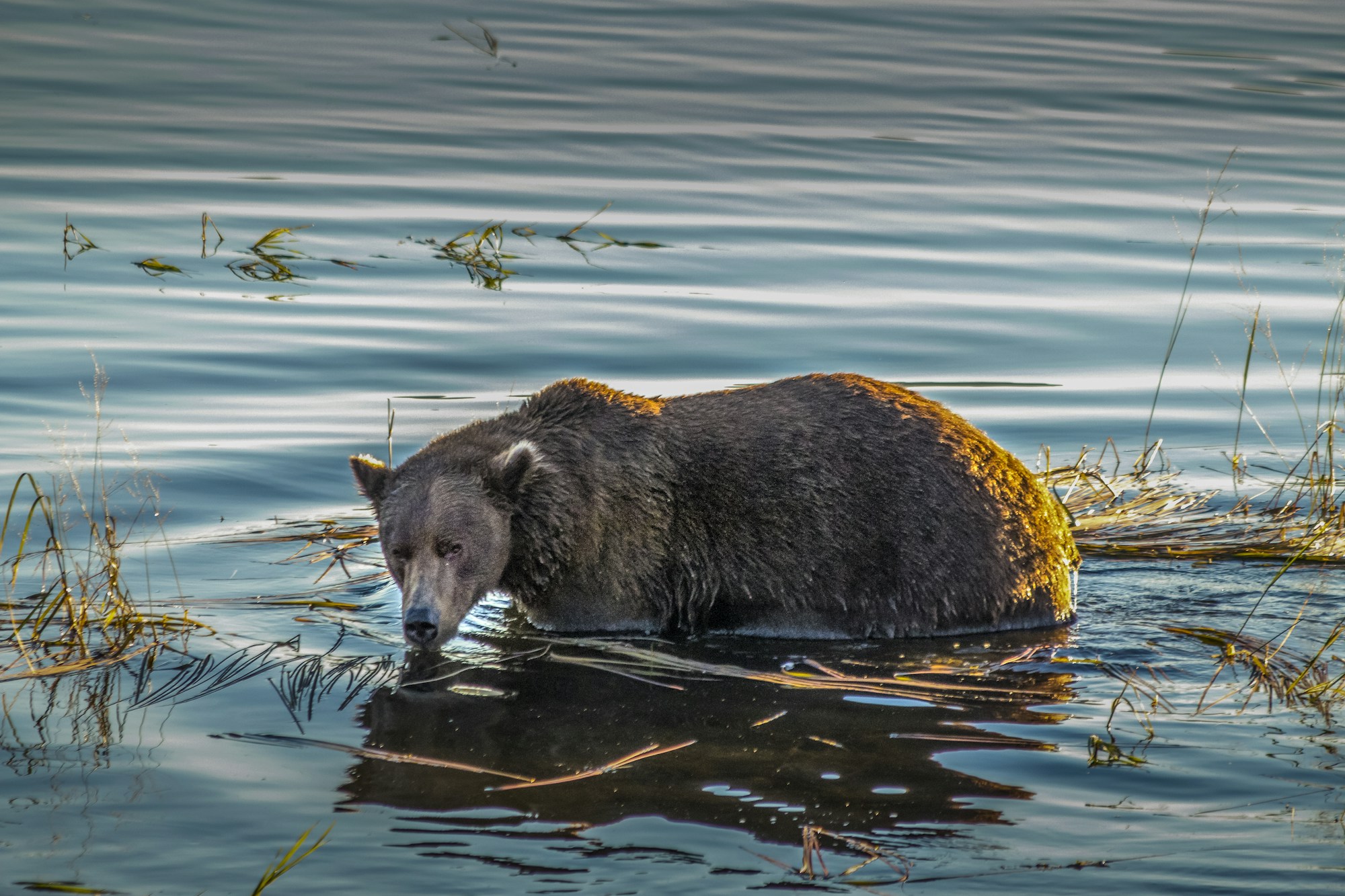Oso pardo en el agua en Alaska, imagen de apoyo para observar osos en Brooks Falls