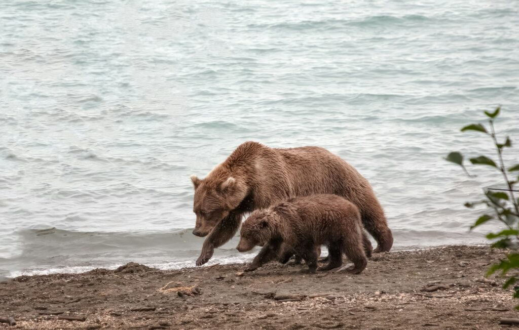 Ours brun et son petit au bord de l’eau en Alaska
