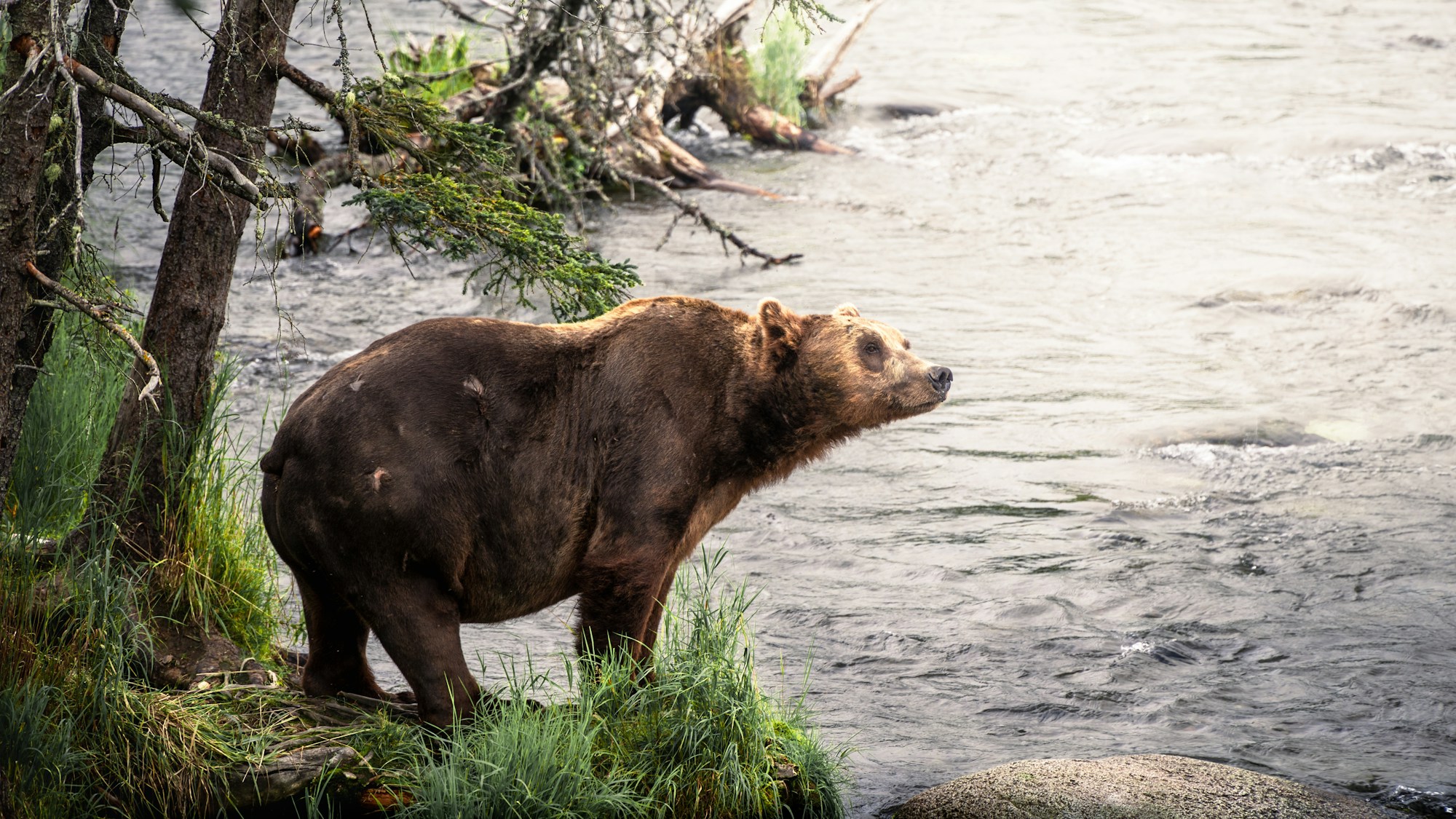 Oso pardo junto a un río en el parque nacional de Katmai en otoño