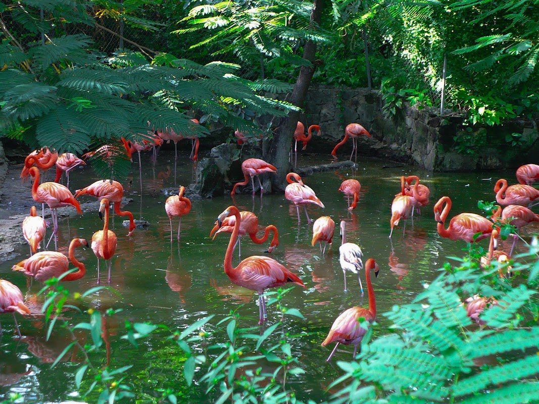 Ardastra Gardens – Chippingham Rd, Nassau (photo 1)