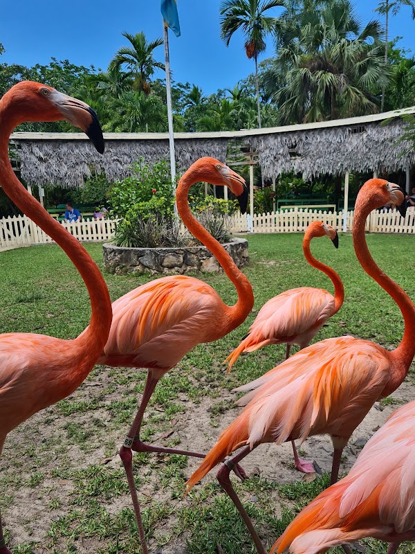 Ardastra Gardens – Chippingham Rd, Nassau (photo 2)