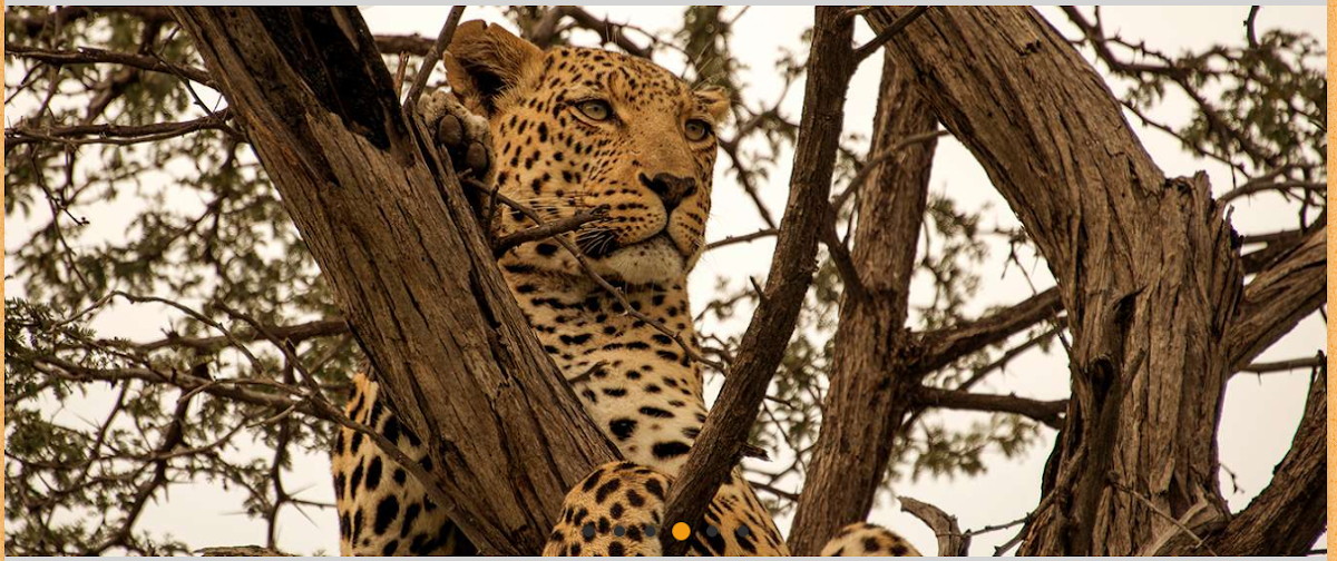 Camp mobile de Mosu Safari Tours – Île du delta, secteur NG32, delta de l'Okavango, Botswana (photo 1)