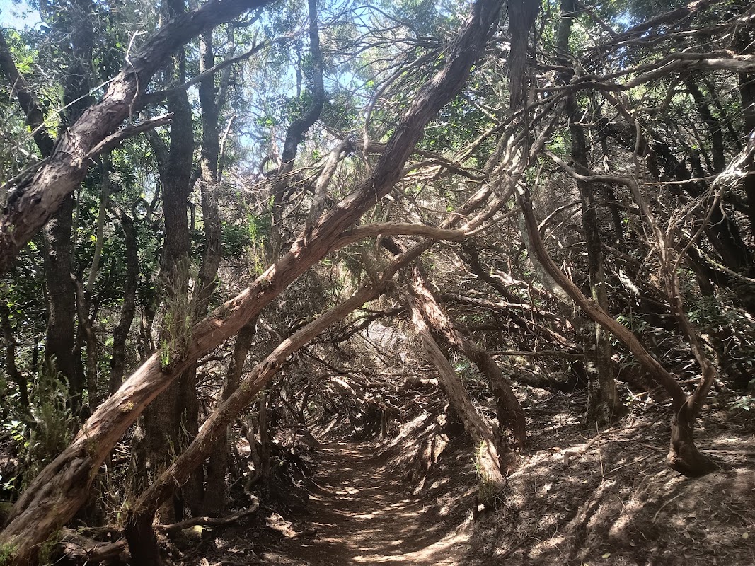 Centre d'interprétation de Cruz del Carmen, Anaga – Cruz del Carmen, Parque Rural de Anaga, San Cristóbal de La Laguna, Tenerife, Espagne (photo 1)