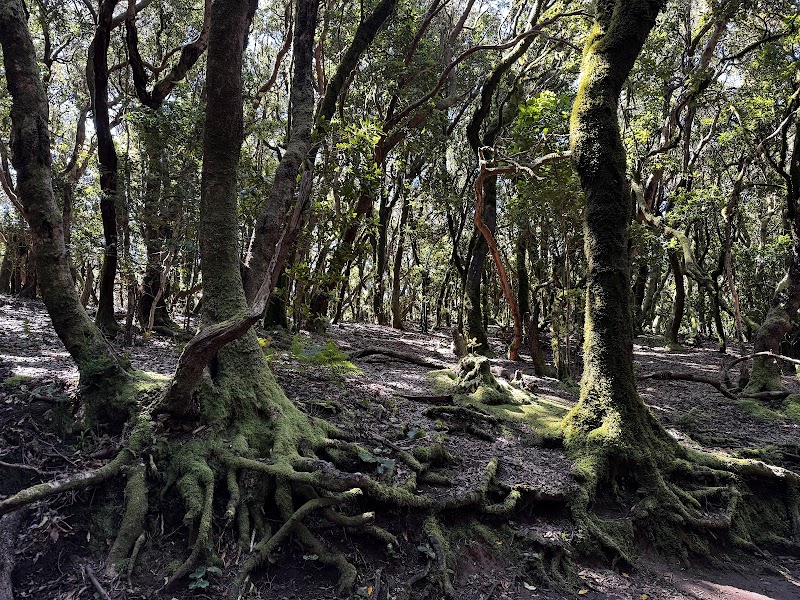 Centre d'interprétation de Cruz del Carmen, Anaga – Cruz del Carmen, Parque Rural de Anaga, San Cristóbal de La Laguna, Tenerife, Espagne (photo 3)