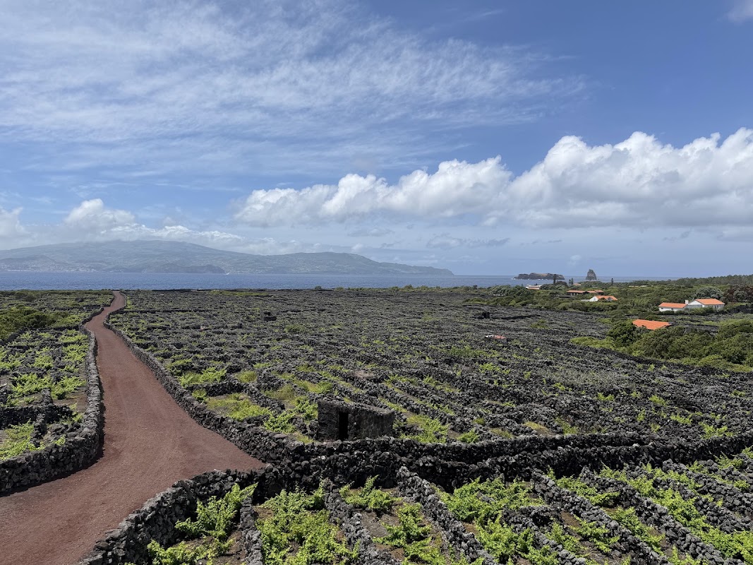 Dégustation aux vignobles UNESCO de Criação Velha – Criação Velha, 9950-000 Madalena, Pico, Açores (photo 1)