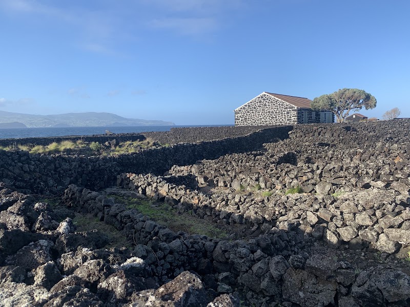 Dégustation aux vignobles UNESCO de Criação Velha – Criação Velha, 9950-000 Madalena, Pico, Açores (photo 3)