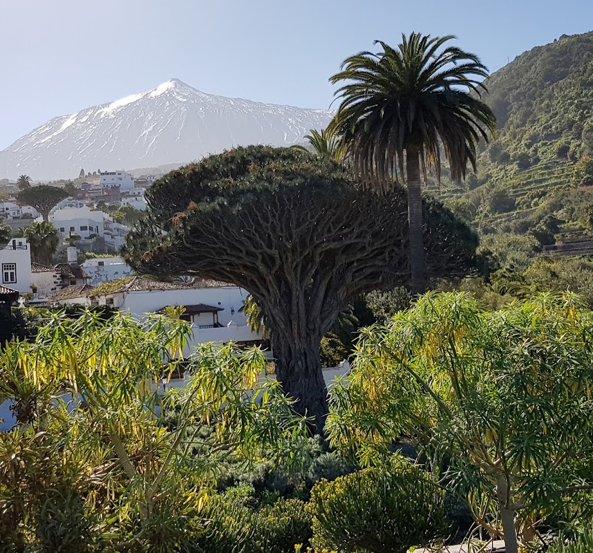 Dragonnier millénaire d'Icod de los Vinos – Parque del Drago, Calle el Barranco, Icod de los Vinos, Tenerife, Espagne (photo 1)