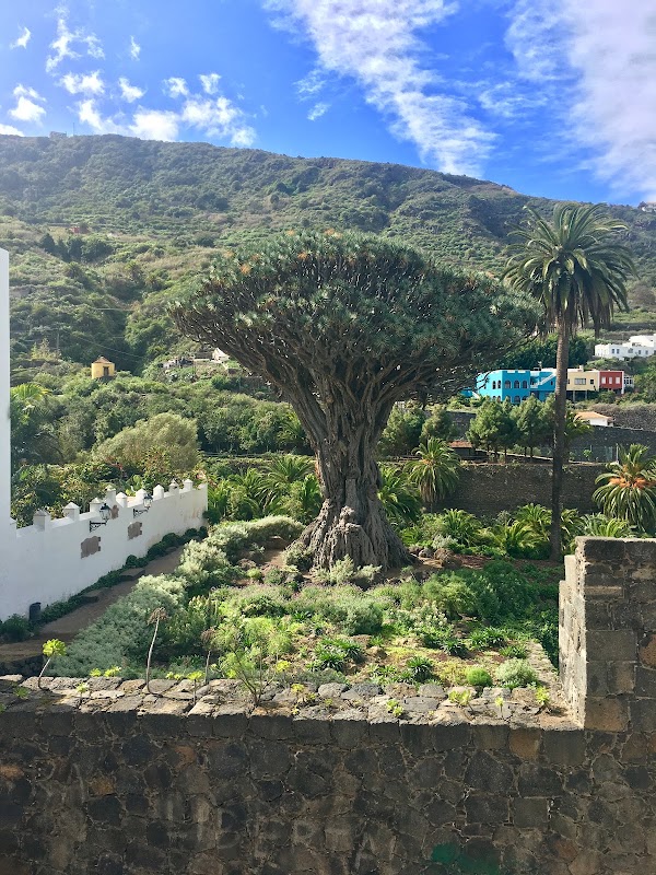 Dragonnier millénaire d'Icod de los Vinos – Parque del Drago, Calle el Barranco, Icod de los Vinos, Tenerife, Espagne (photo 2)