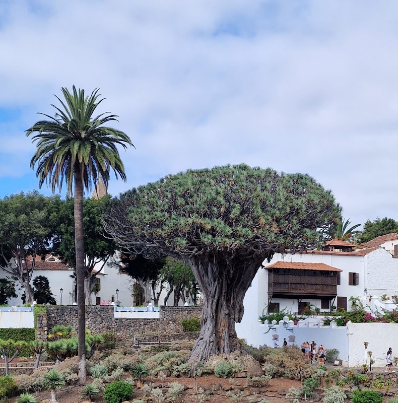 Dragonnier millénaire d'Icod de los Vinos – Parque del Drago, Calle el Barranco, Icod de los Vinos, Tenerife, Espagne (photo 3)