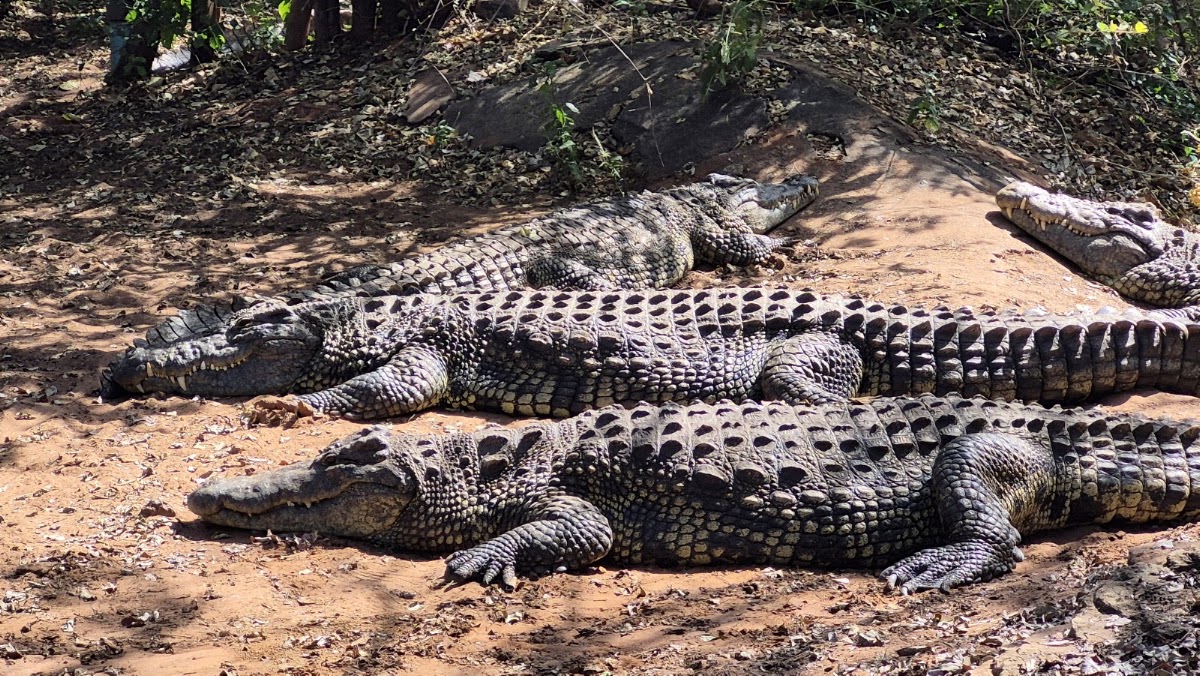 Ferme aux crocodiles de Chobe – Kazungula Road, Kasane, Botswana (photo 1)