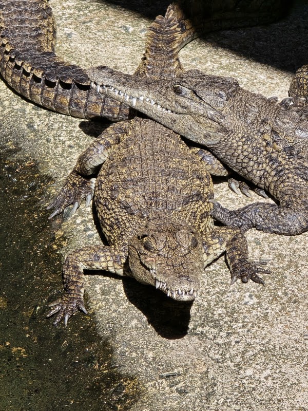 Ferme aux crocodiles de Chobe – Kazungula Road, Kasane, Botswana (photo 2)