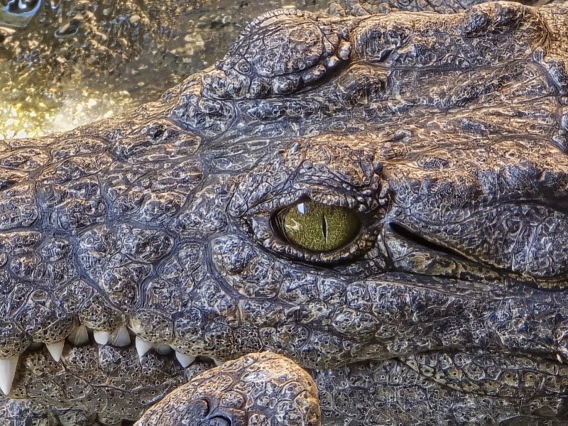 Ferme aux crocodiles de Chobe – Kazungula Road, Kasane, Botswana (photo 3)