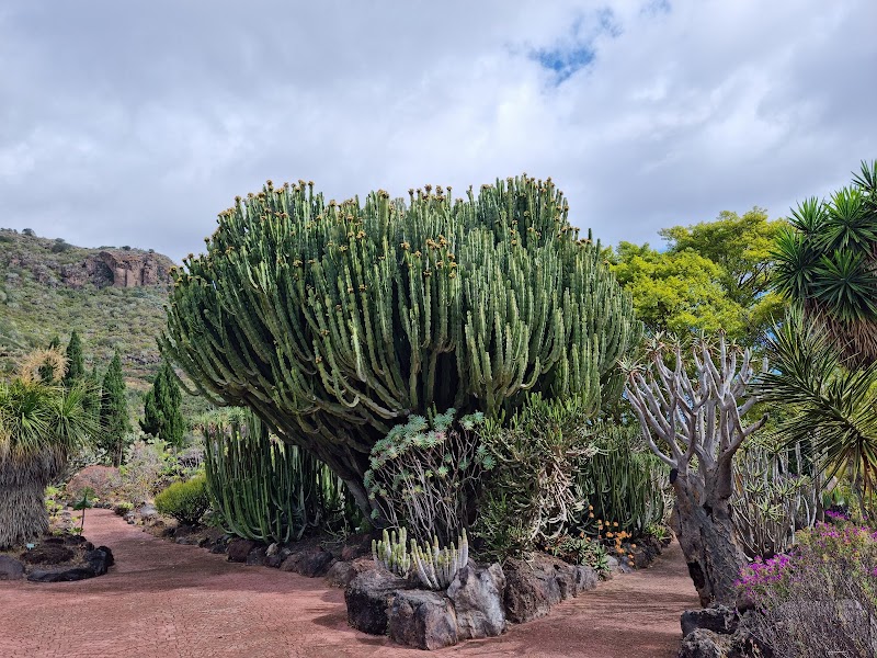 Jardín Botánico Viera y Clavijo – Carretera del Centro km 7, Las Palmas de Gran Canaria (photo 2)