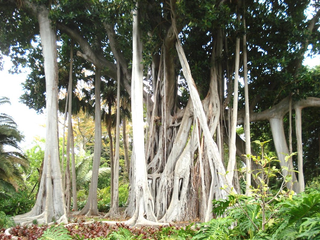 Jardin d'acclimatation de La Orotava, à Puerto de la Cruz – Calle Retama 2, 38400 Puerto de la Cruz (photo 1)