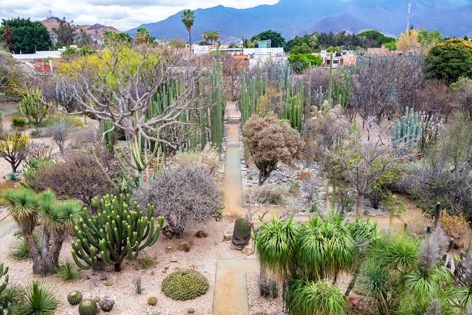 Jardin ethnobotanique de Oaxaca – Reforma Sur s/n, Centro, 68000 Oaxaca de Juárez, Oax., Mexique (photo 3)