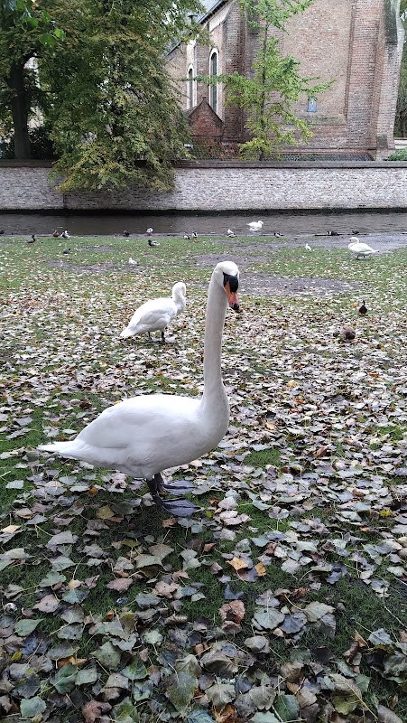 Minnewater – Minnewater, 8000 Bruges, Belgique (photo 2)