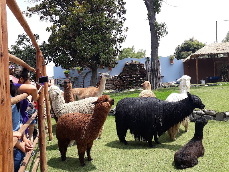 Mundo Alpaca – Alameda San Lázaro 101, Arequipa 04001 (photo 3)