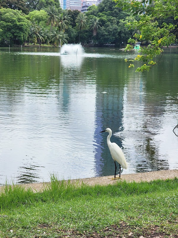 Parc Lumphini au lever du jour – Lumphini, Pathum Wan, Bangkok 10330, Thaïlande (photo 3)