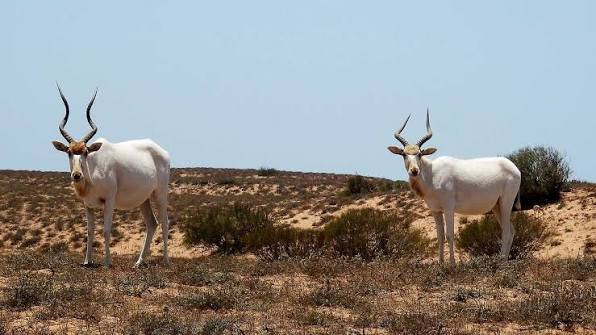 Parc National Souss-Massa – Sidi Binzarne, Parc national de Souss-Massa, Maroc (photo 1)
