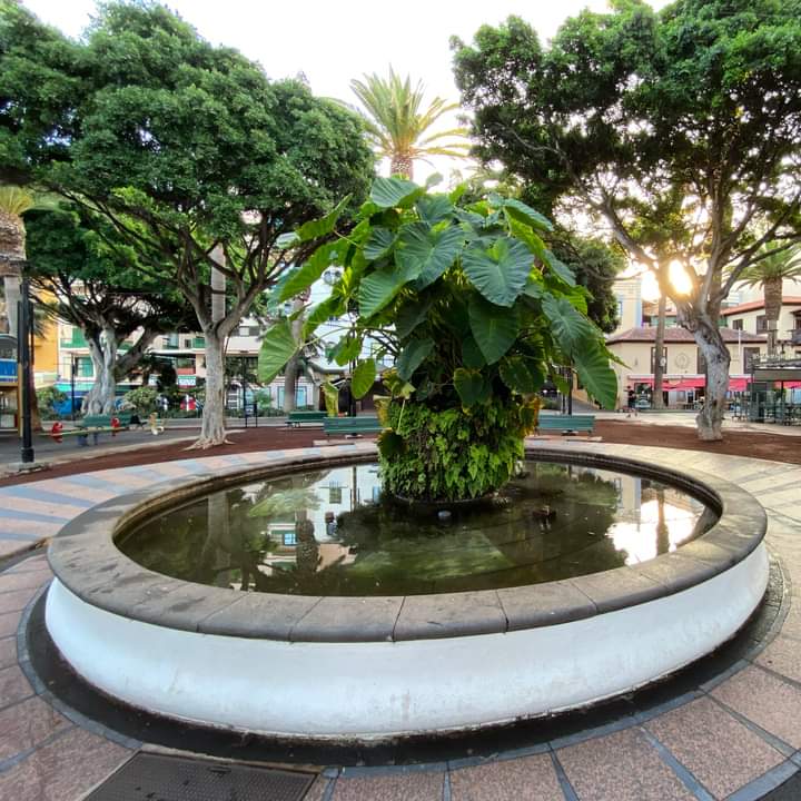 Plaza del Charco – Plaza del Charco, 38400 Puerto de la Cruz (photo 1)