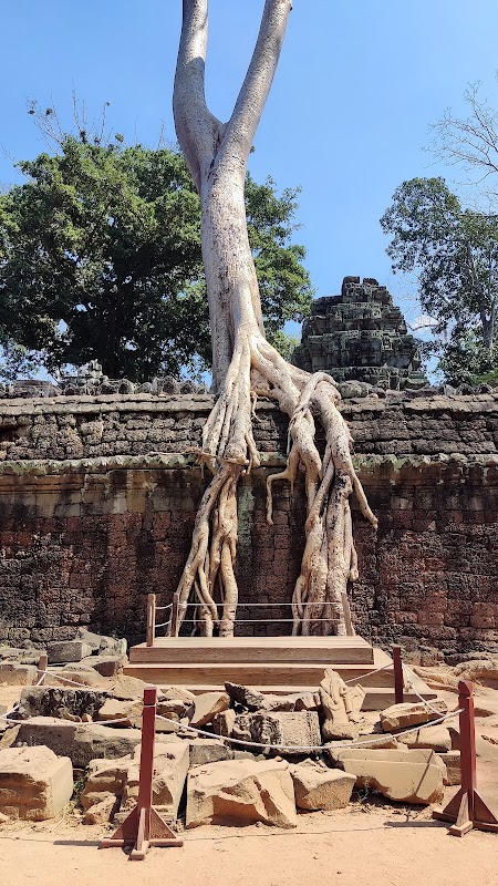 Ta Prohm et Banteay Srei – Ta Prohm, Angkor Archaeological Park, Siem Reap, Cambodge (photo 3)