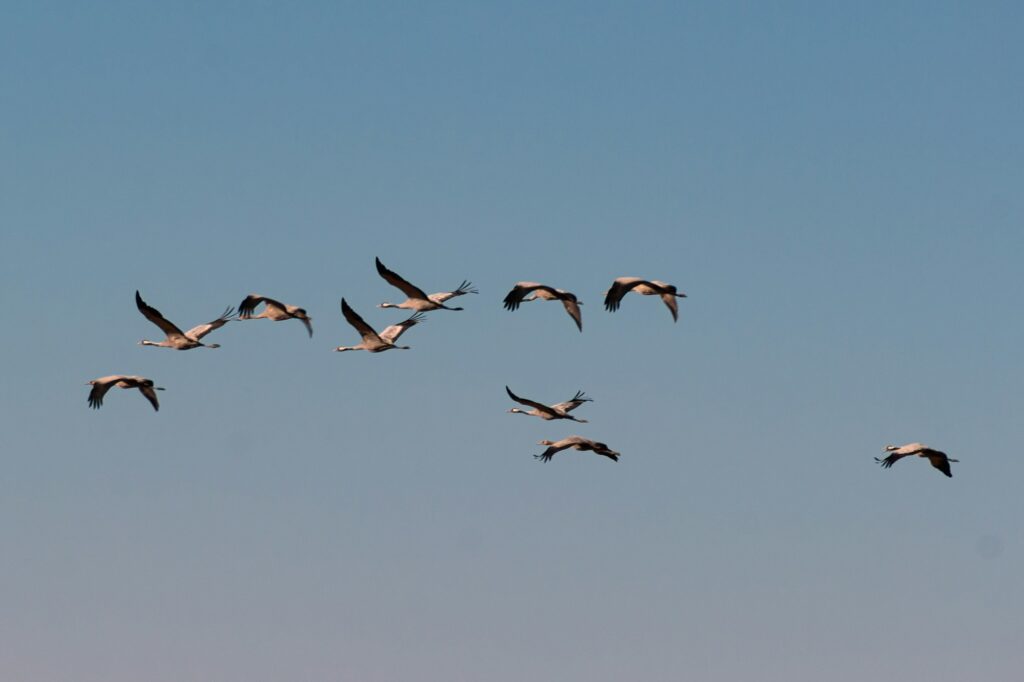 Vol de grues cendrées en migration au-dessus de la Poméranie