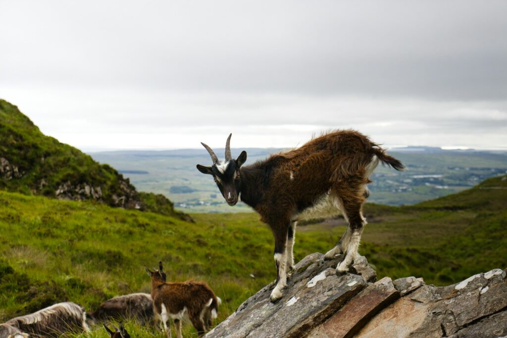 Chèvres sauvages sur un flanc de montagne verdoyant, semblables à celles capturées avant Puck Fair