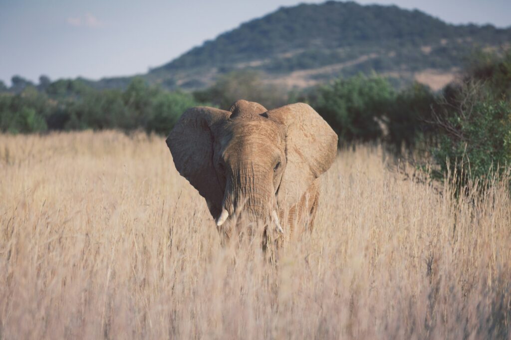 Safari au coucher du soleil dans le parc national de Pilanesberg, Afrique du Sud