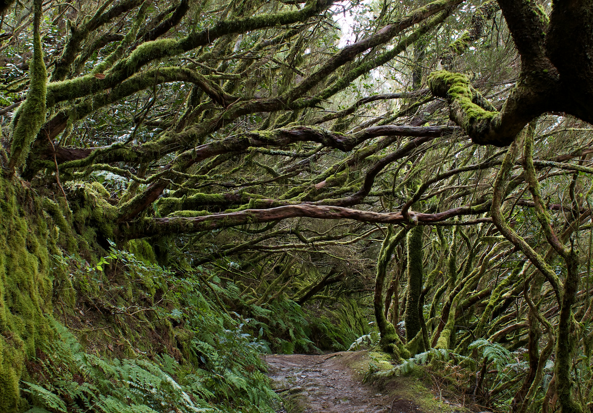 Laurel forest covered in mist on a volcanic Canary island