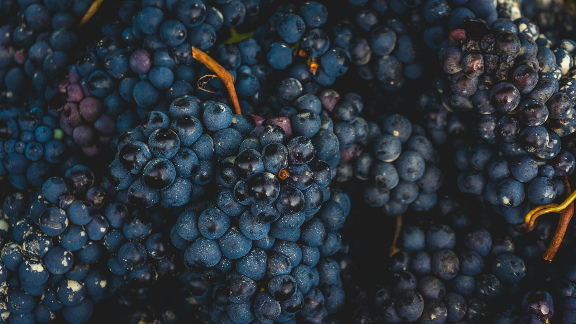 Mit der Hand geschnittene Trauben während der Weinlese, vor dem rituellen Stampfen