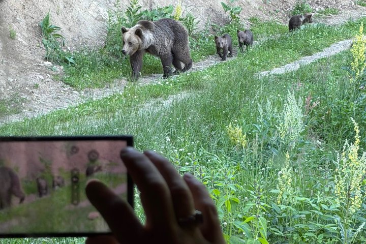 Orso bruno selvatico osservato da un nascondiglio forestale vicino a Brasov