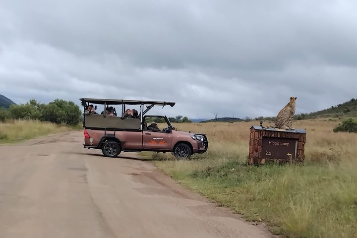 Safari in veicolo aperto all'alba nel parco di Pilanesberg