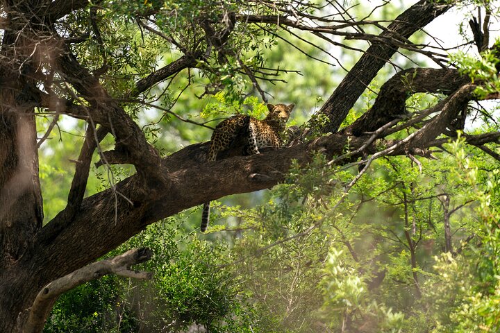 Guida specializzata durante un safari personalizzato a Pilanesberg