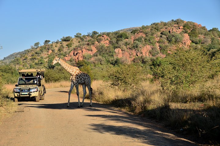 Veicolo da safari privato nel parco nazionale di Pilanesberg