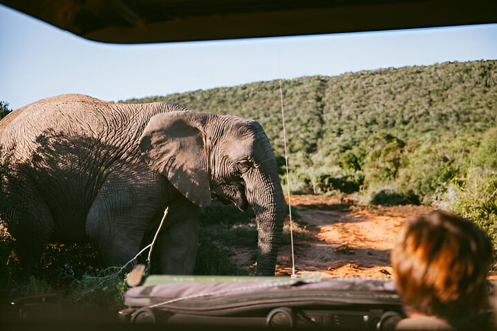 Pranzo da safari servito nel cuore del parco nazionale di Pilanesberg
