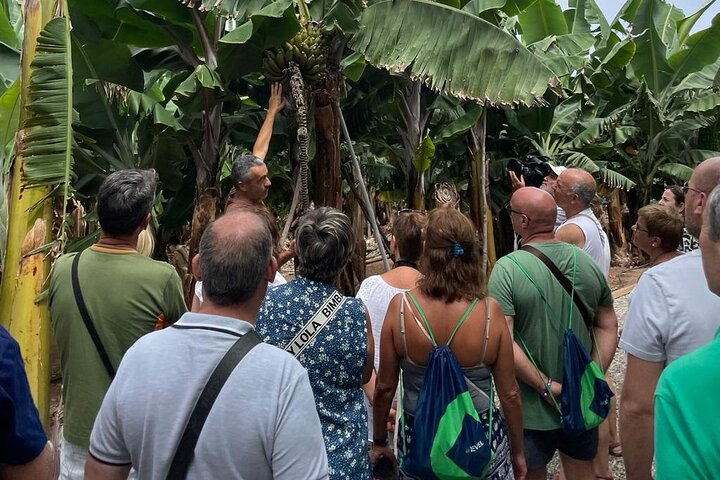 Bananeraie d'Arucas – Camino del Laurel 7, 35413 Arucas, Gran Canaria (photo 1)