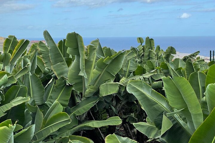 Bananeraie d'Arucas – Camino del Laurel 7, 35413 Arucas, Gran Canaria (photo 2)