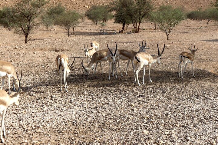 Bord du monde au coucher du soleil et réserve de gazelles, en 4x4 – Station de métro STC (ligne bleue), sortie 4, Al Wurud, Riyad 12216, Arabie saoudite (photo 2)