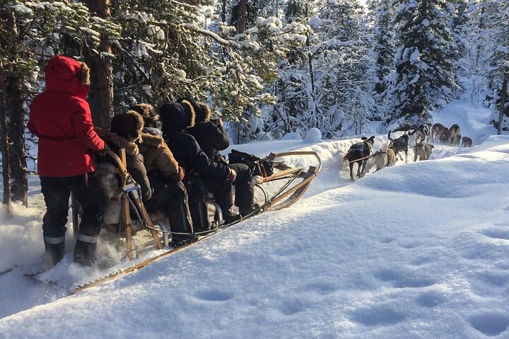 Chiens de traîneau à Kiruna – Viltvägen 12, 981 46 Kurravaara, Suède (photo 1)
